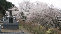 桜の花もきれいです