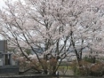 墓地の桜