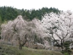 しだれ桜