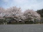 駐車場の桜