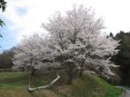 駐車場上り口の桜